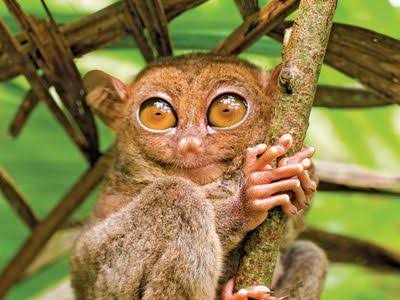 Tarsier at Bohol Sanctuary