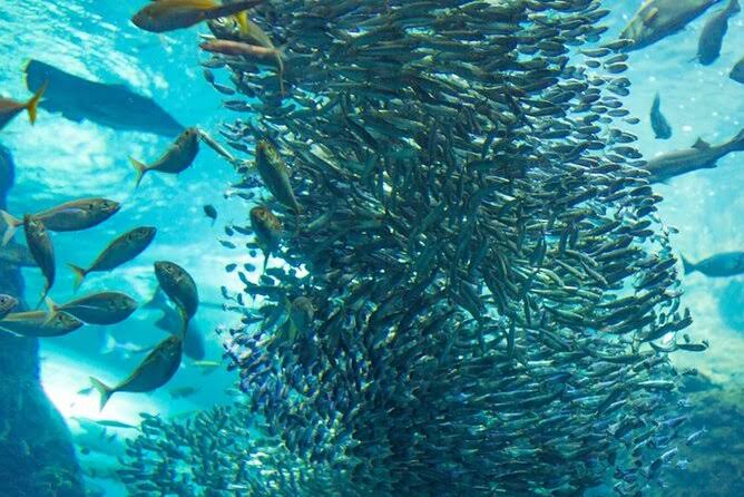 Sardine Run Snorkeling in Bohol