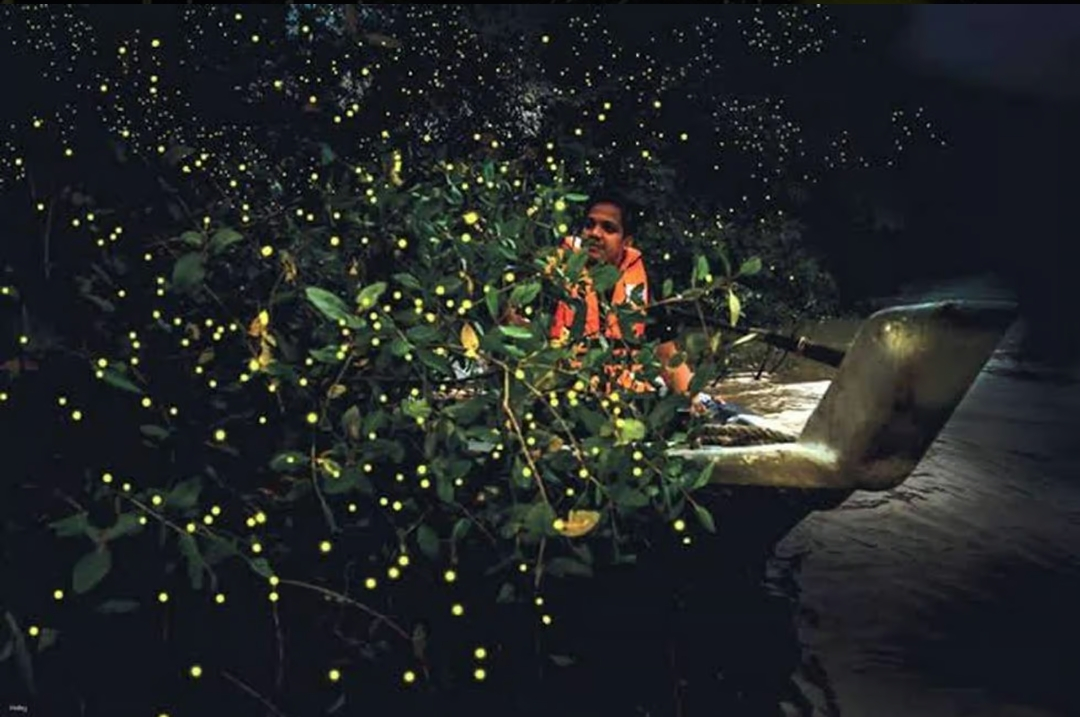 Fireflies River Cruise Bohol