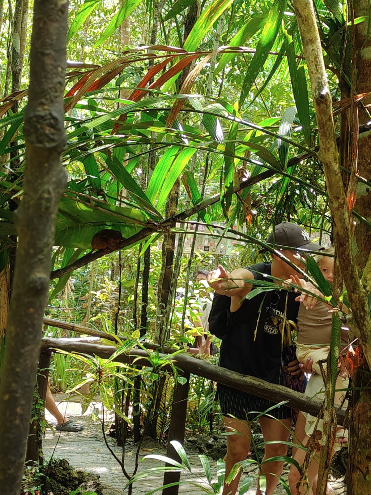 Tarsier encounter