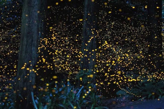 Fireflies glowing