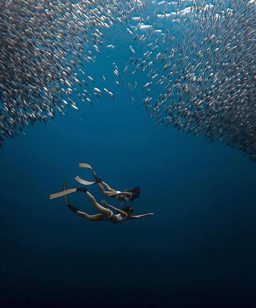 Sardine run underwater