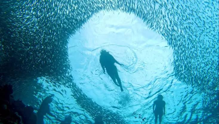 Snorkeling with sardines