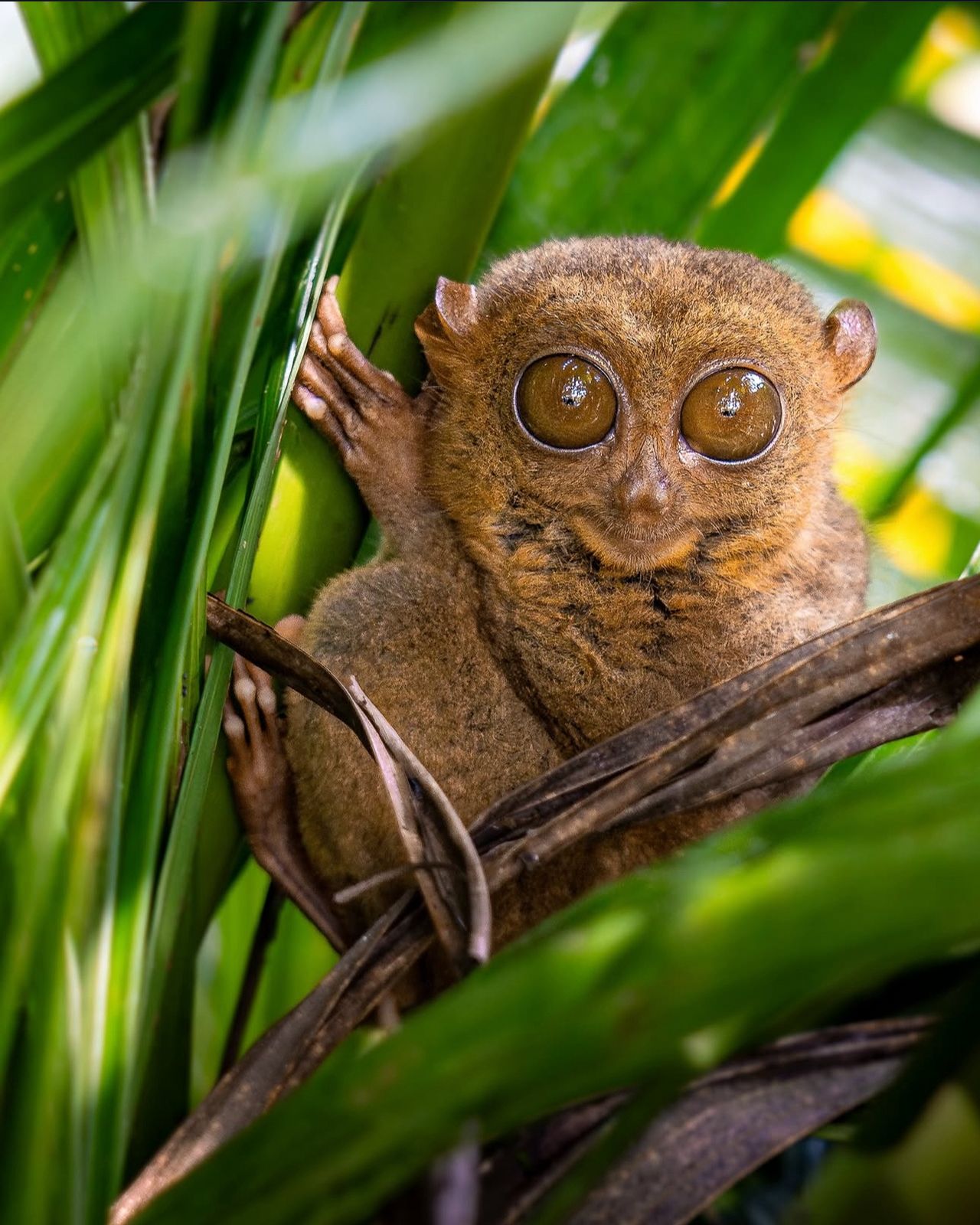 Bohol Island Local Guide