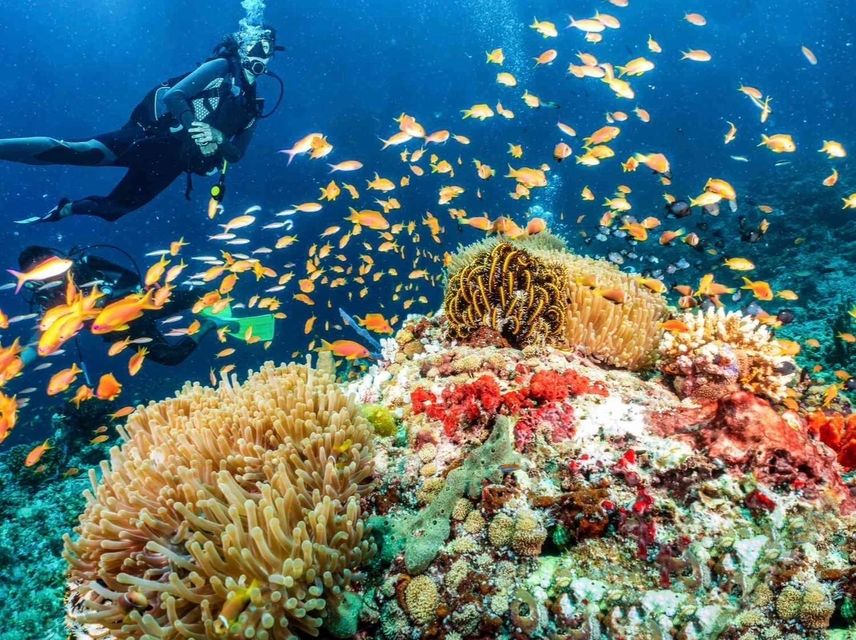 Scuba diving in Bohol's coral reefs